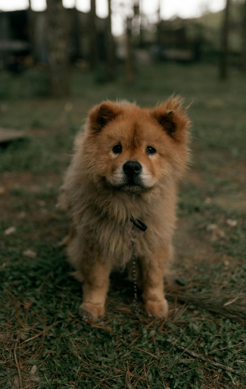 10 dog breeds that first-time owners often underestimate 10 Chow Chow