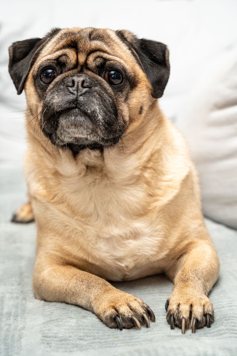 Pug - comic relief on a cushion
