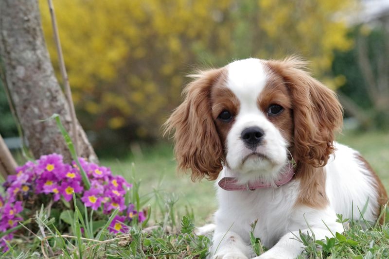 Cavalier King Charles Spaniel
