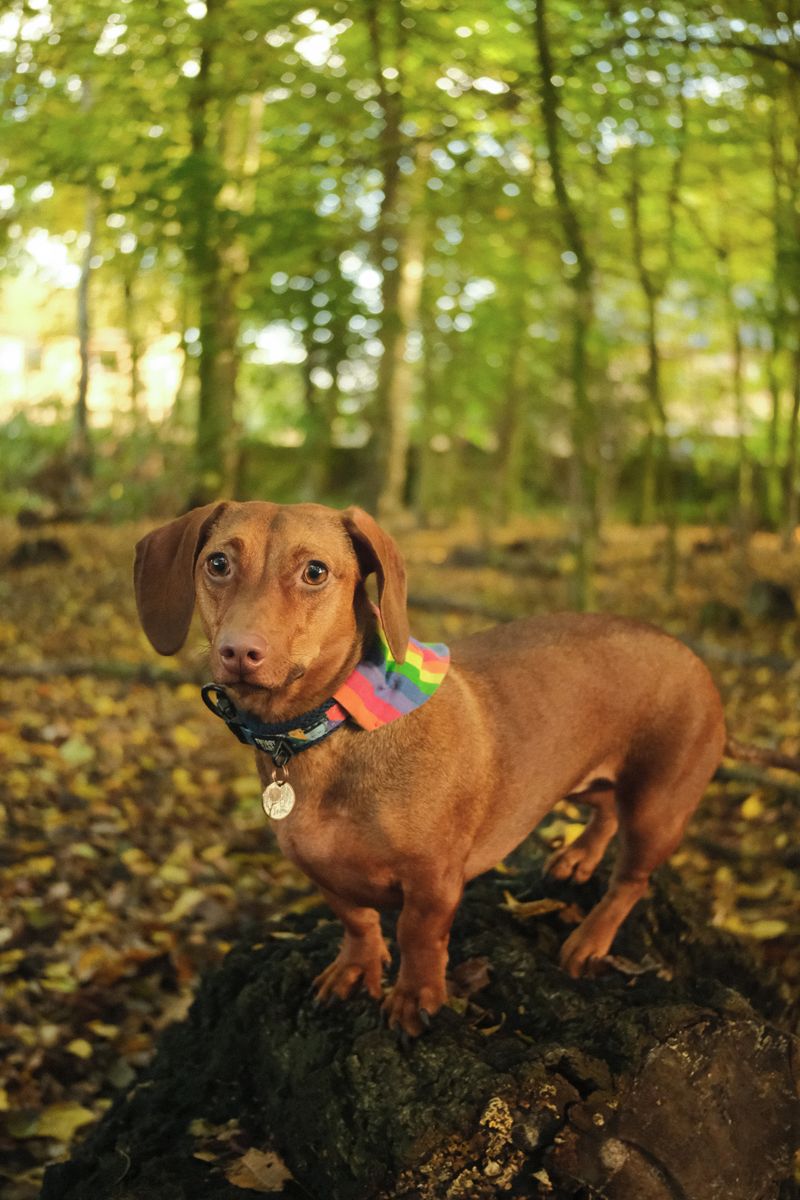 14 dog breeds whose unexpected ways of showing love will surprise you 8 Dachshund