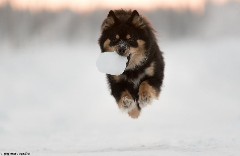 Finnish Lapphund