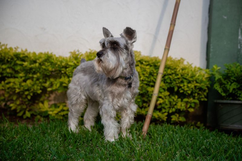 Think a small dog can't take guarding seriously? These breeds never got that message 2 Miniature Schnauzer