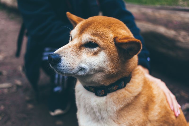 Korean Jindo