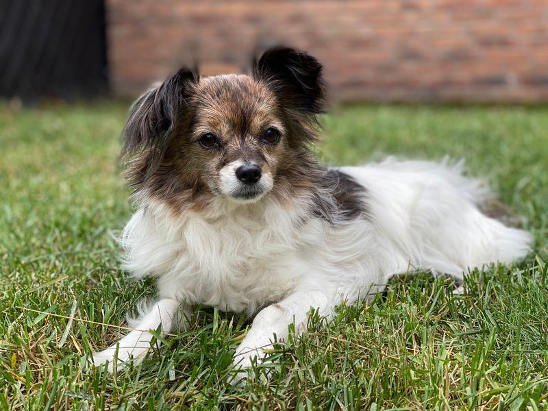 Not ready to spend retirement on the sofa? These dogs may happily keep moving with you 11 Papillon