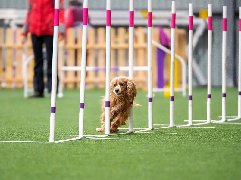 Cocker Spaniel