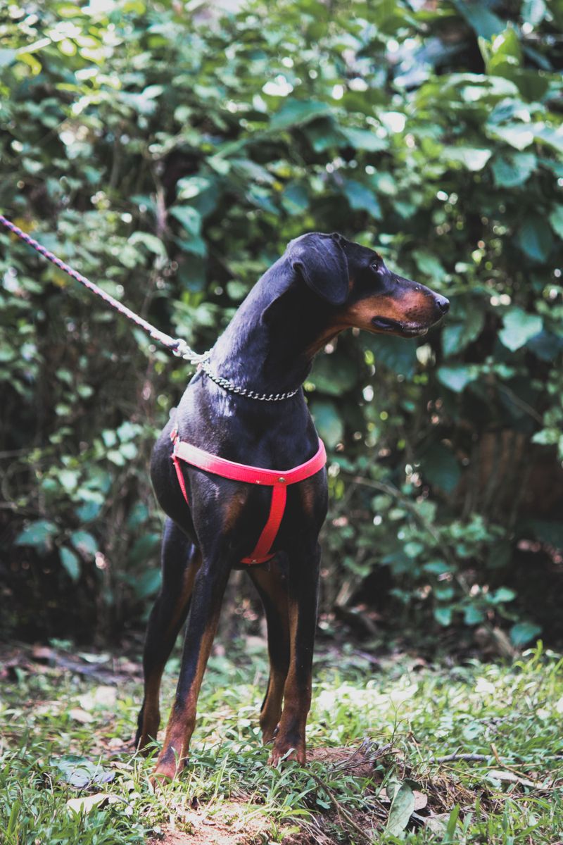 12 velcro dog breeds that always want to know where you are - and 2 independent companions 3 Doberman Pinscher - focused guardian friend
