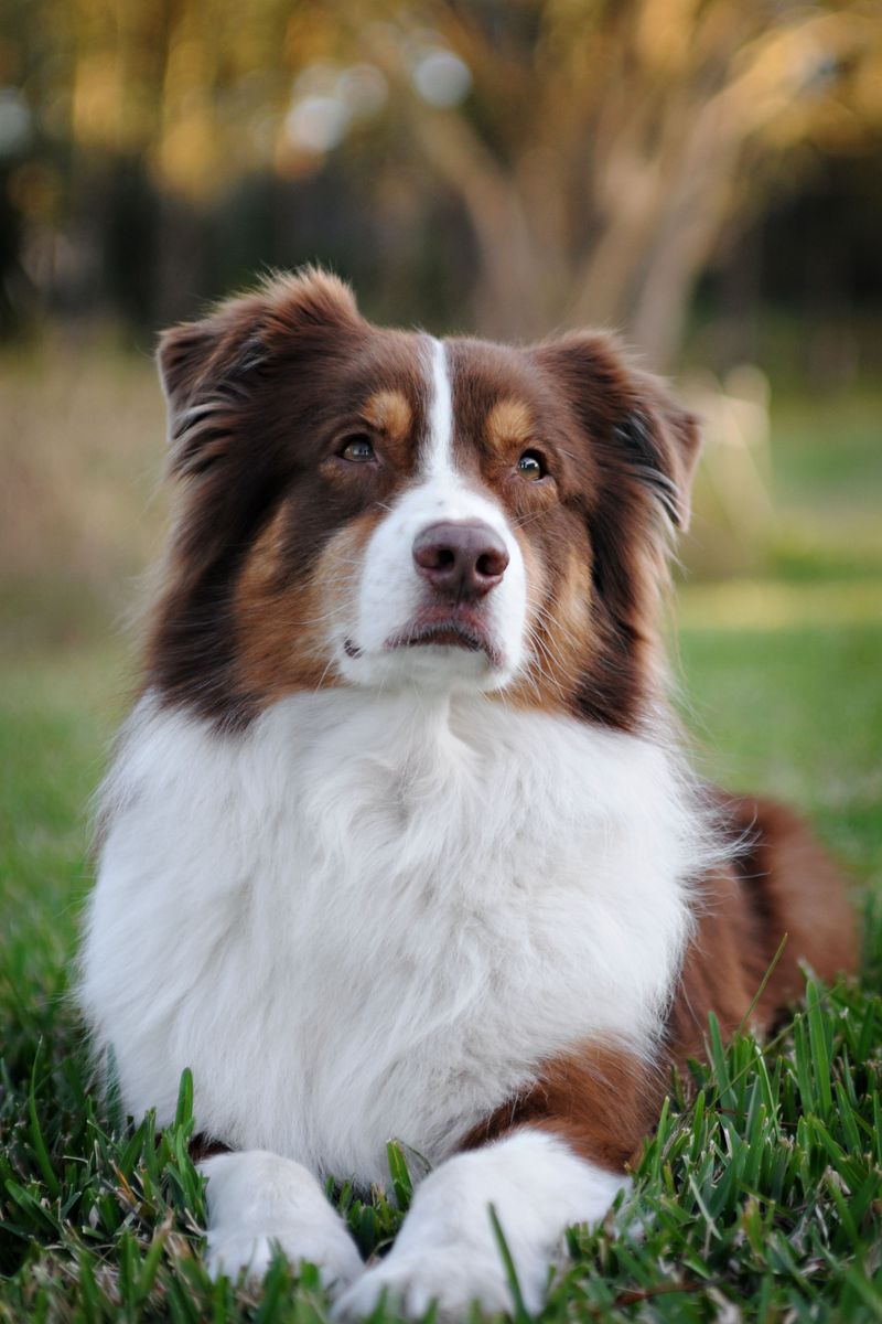 13 dogs that turn ordinary family outings into unforgettable adventures 6 Australian Shepherd