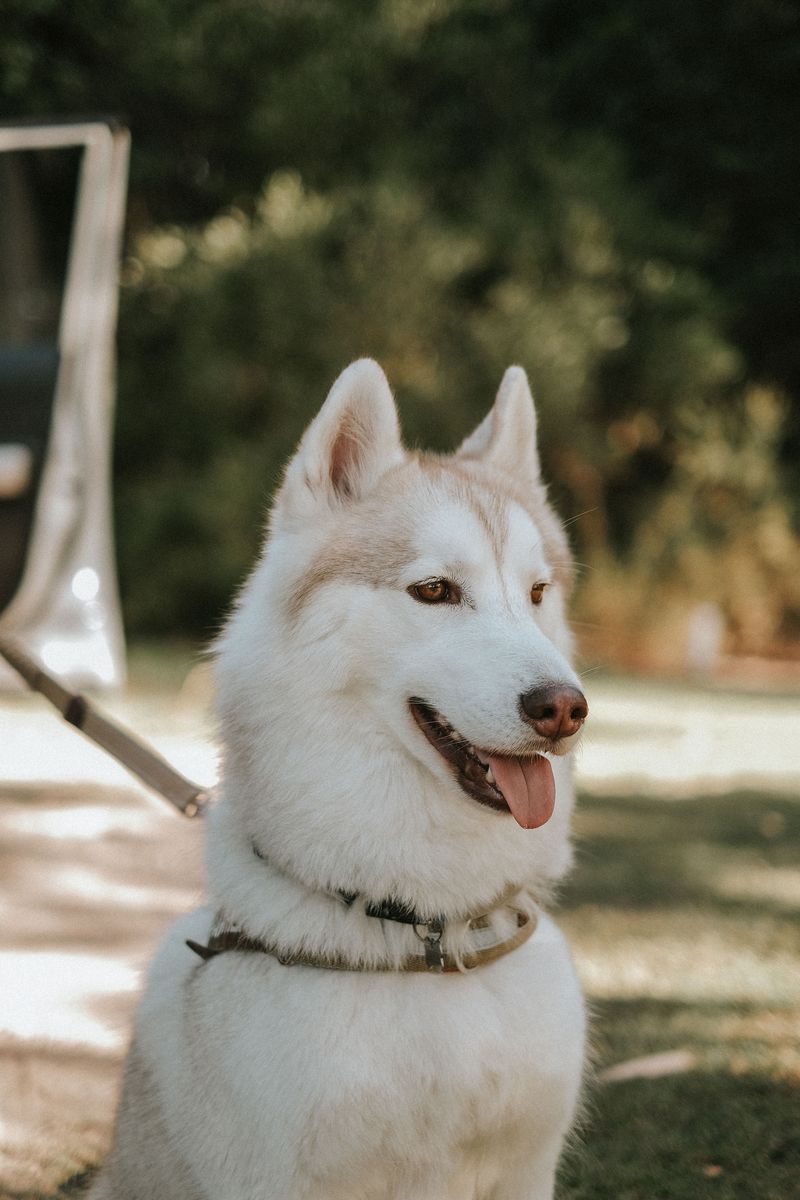 These 13 dog breeds may occasionally skip food - but sudden refusal can tell a different story 2 Siberian Husky
