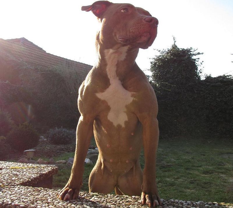 American Pit Bull Terrier