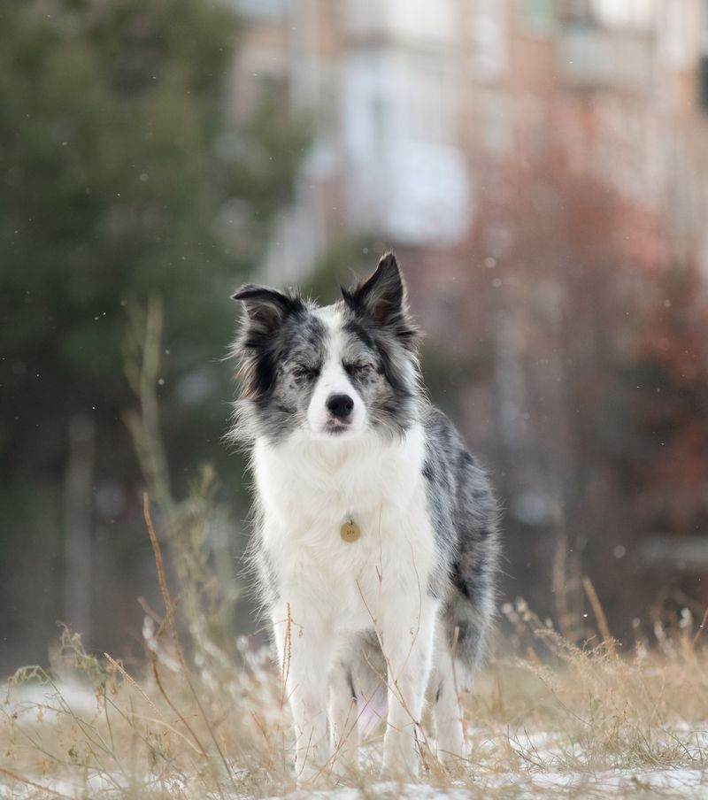 11 dogs with instincts so sharp they often spot trouble first 6 Border Collie