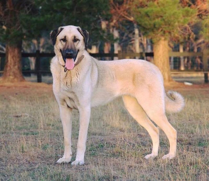 19 Dog Breeds Known for Their Endurance and Survival Instincts 12 Kangal Dog