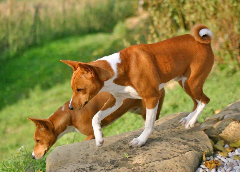 12 Dog Breeds That Might Not Be the Best Match for Cat Owners 11 Basenji