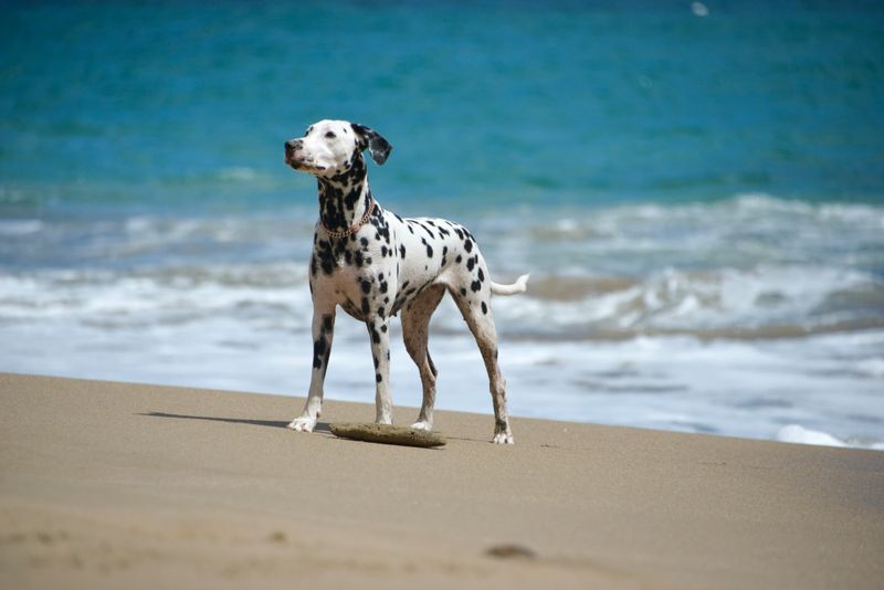 One look at these 13 dogs and you know they weren't built for sitting around 10 Dalmatian