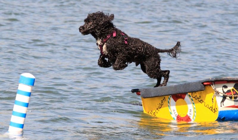 Some dog breeds don't need a perfect routine - they simply adapt and move forward 5 Portuguese Water Dog