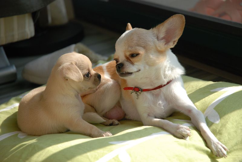 Count how many rooms you can enter alone after bringing home one of these dogs 4 Chihuahua