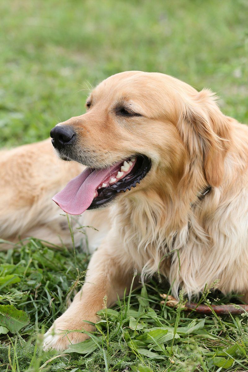 These 12 dog breeds have comforted, guided, and helped millions - plus 3 underrated heroes 3 Golden Retriever
