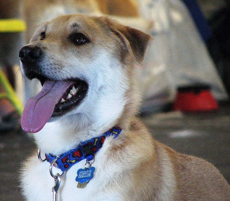 22 Small and Large Dog Breeds That Handle Being Home Alone Well 21 Chinook