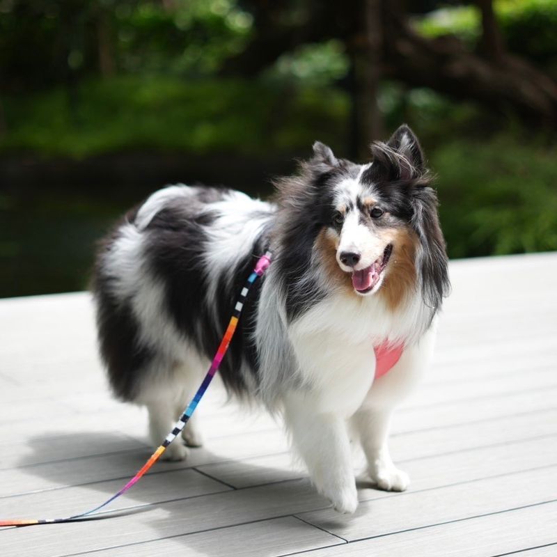 Shetland Sheepdog