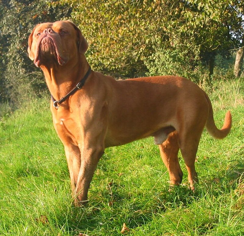 Behind the impressive builds of these dog breeds lies some serious canine jaw power 9 Dogue de Bordeaux