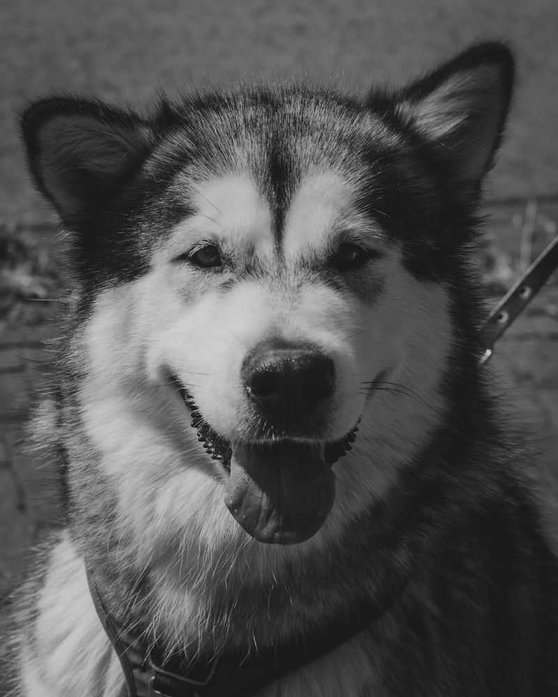 Alaskan Malamute