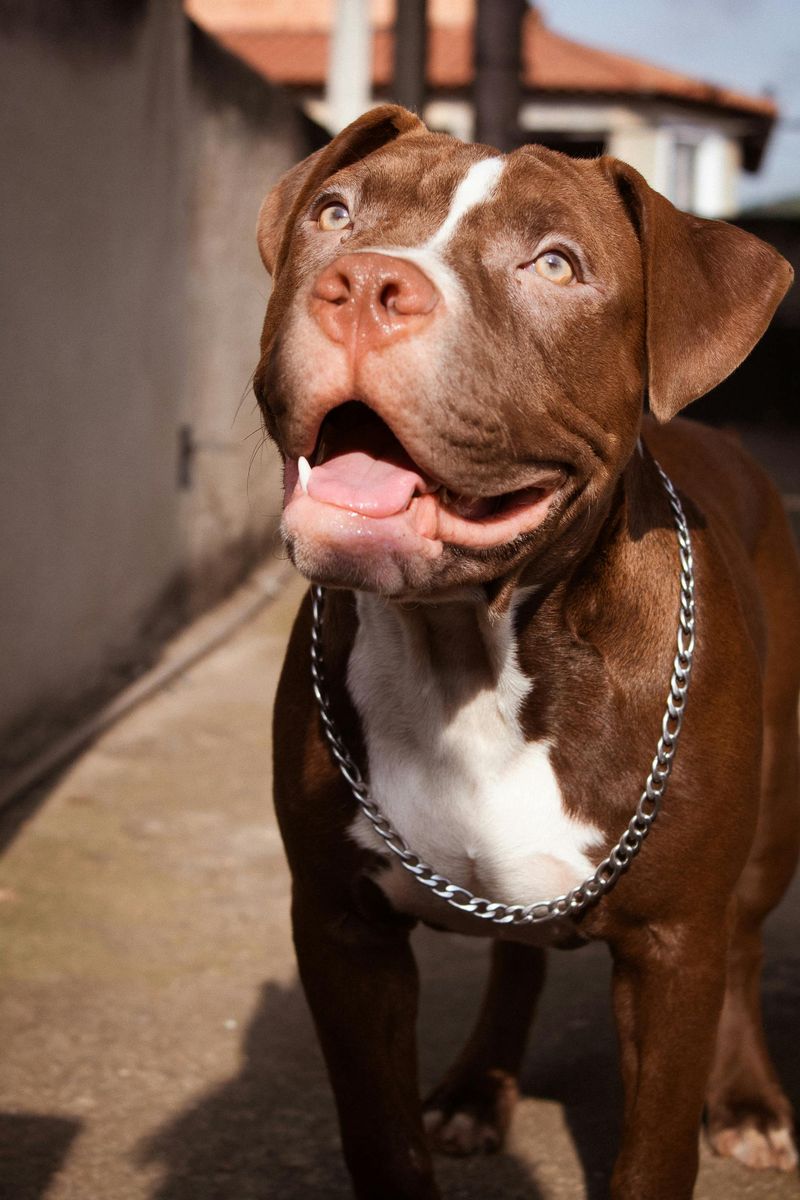 Staffordshire Bull Terrier
