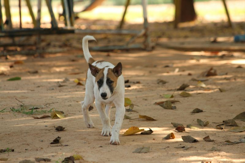 Changes in their normal greeting – weaker tail wags or no excitement
