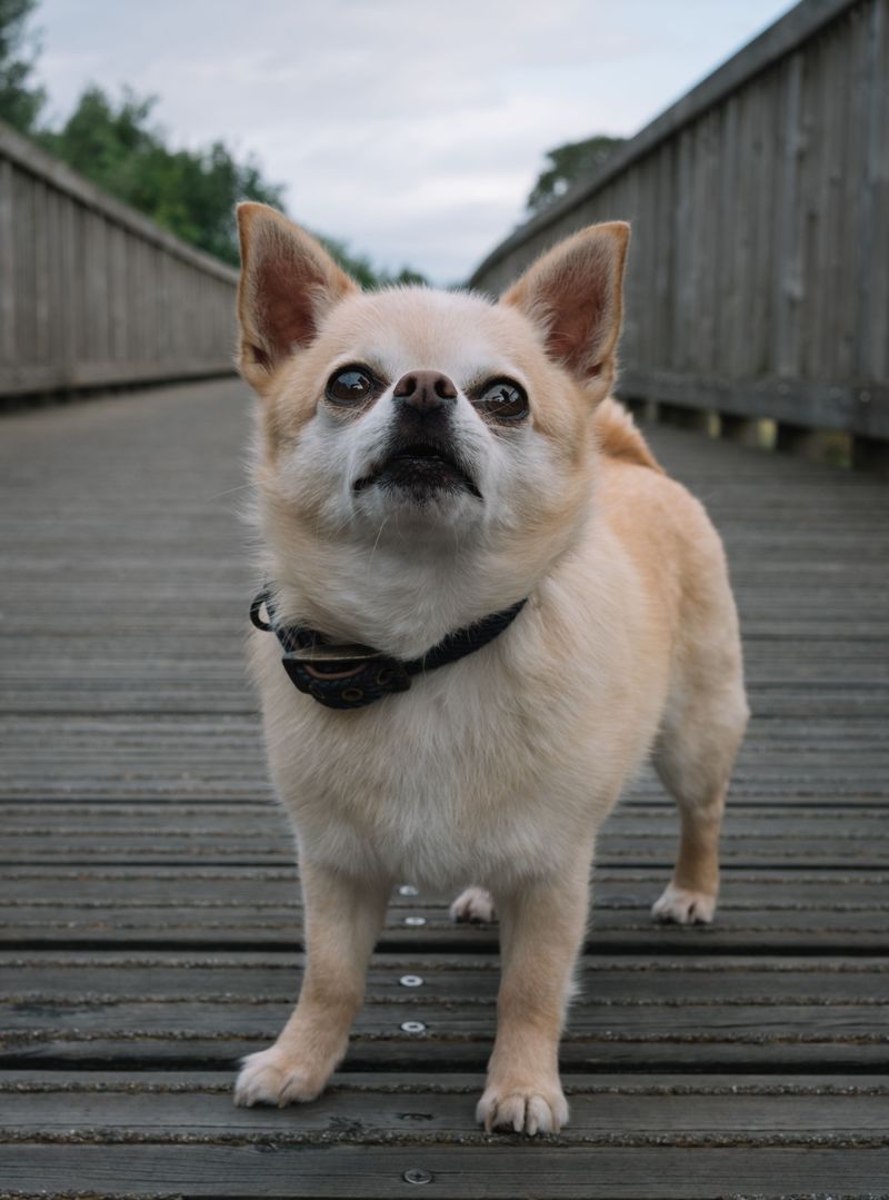 Chihuahua - pocket boss with volume