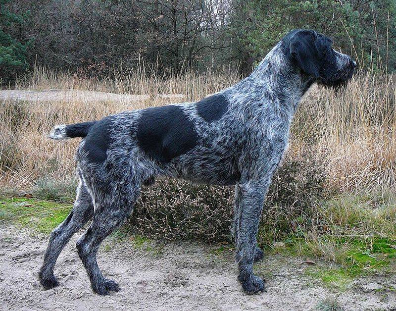 German Wirehaired Pointer