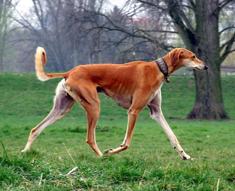 Small home doesn't automatically mean small dog - these adaptable breeds can fit surprisingly well 13 Saluki