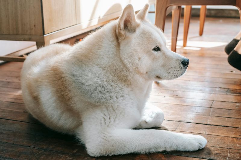 10 reserved dog breeds that appreciate calm and personal space 10 Akita