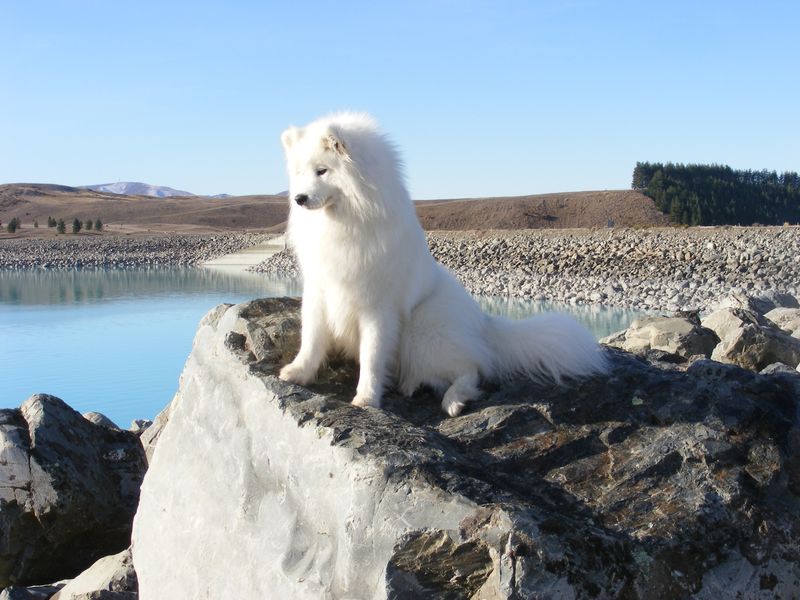 Think purebred dogs are expensive? These 12 breeds take it to another level 3 Samoyed