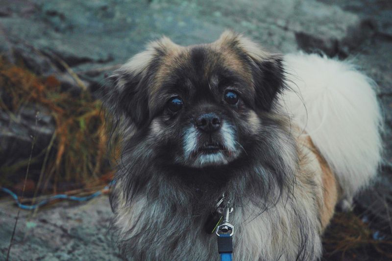 12 Dog Breeds That Need Stricter Feeding Routines Than Most Owners Realize 12 Pekingese