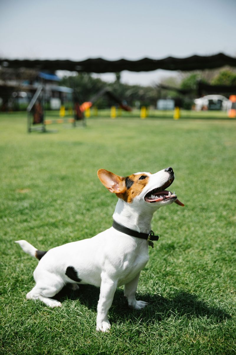These 11 Dog Breeds Are Becoming More Common in City Parks Worldwide 8 Jack Russell Terrier