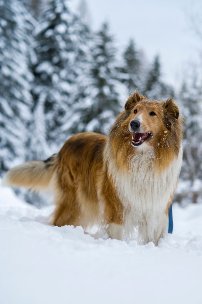11 dog breeds that prove companionship can feel surprisingly personal even without a single word being spoken 9 Rough Collie: Lassie Was Not Exaggerating