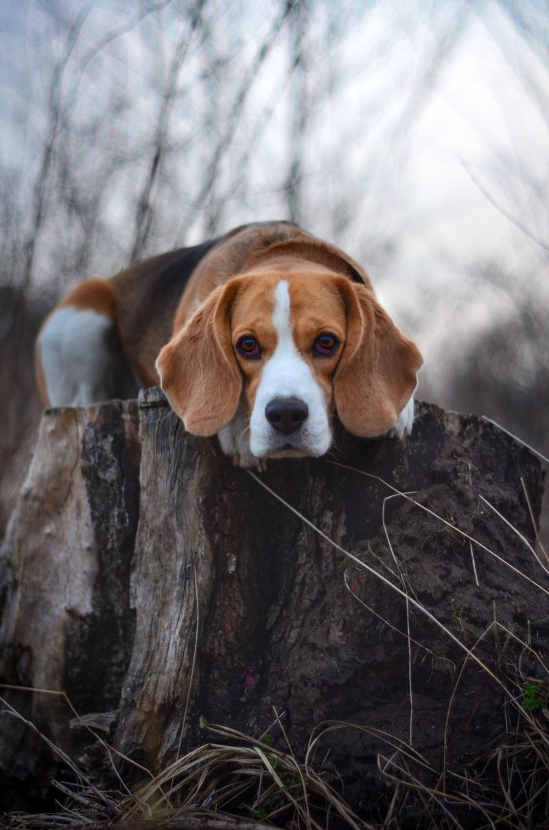 Think every dog naturally protects the house? These lovable breeds may greet the problem instead 5 Beagle