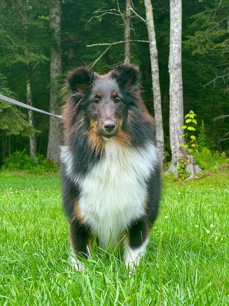 Shetland Sheepdog