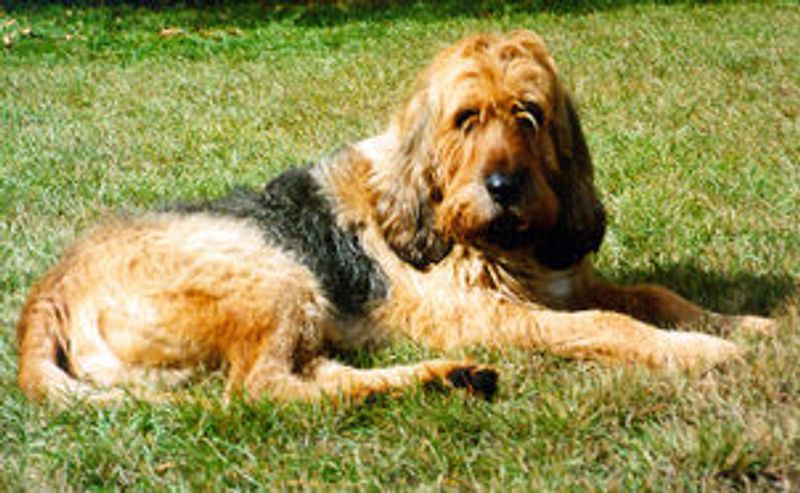 Otterhound