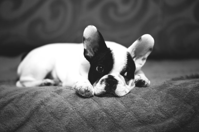French Bulldog