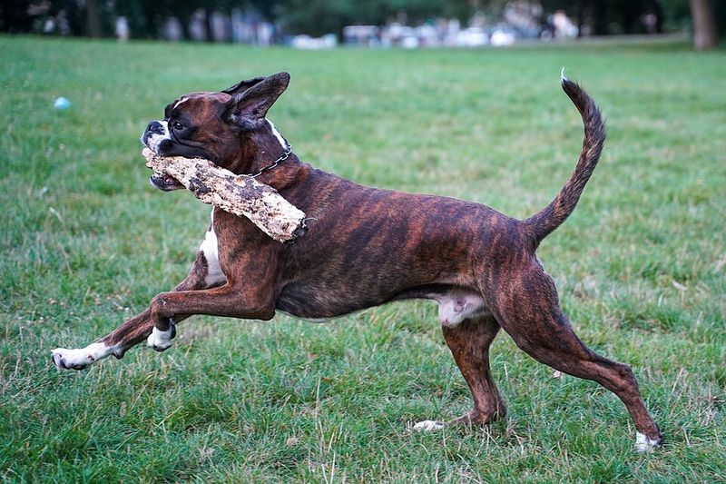 These 13 dog breeds stay loyal long after the bond is formed - plus 2 owners never forget 10 Boxer
