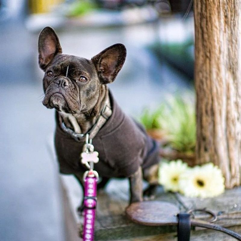 12 dogs that make people fall for the face first - then discover there's plenty of personality behind it 2 French Bulldog