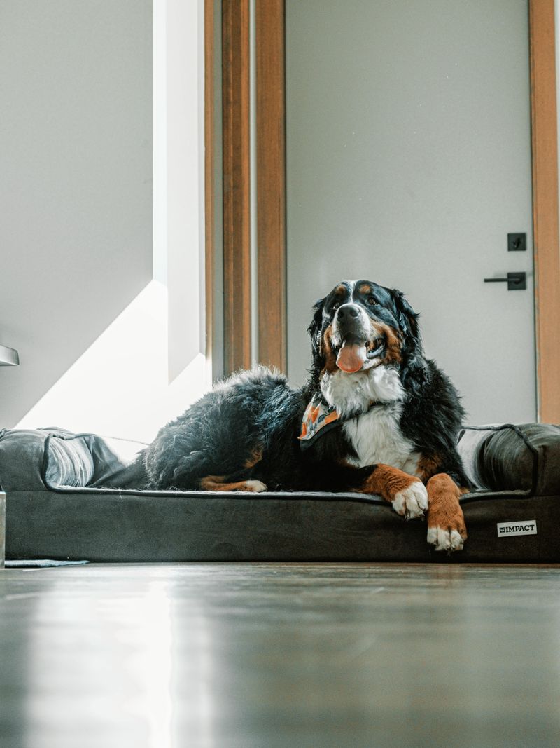27 Low-Stress Dog Breeds That Thrive in Peaceful Homes 8 Bernese Mountain Dog