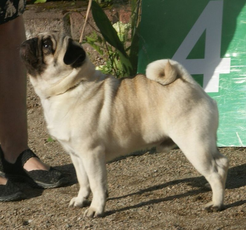 Pug