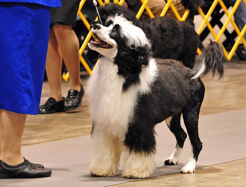 Keeping these dog breeds fulfilled means challenging both their muscles and their minds 12 Portuguese Water Dog