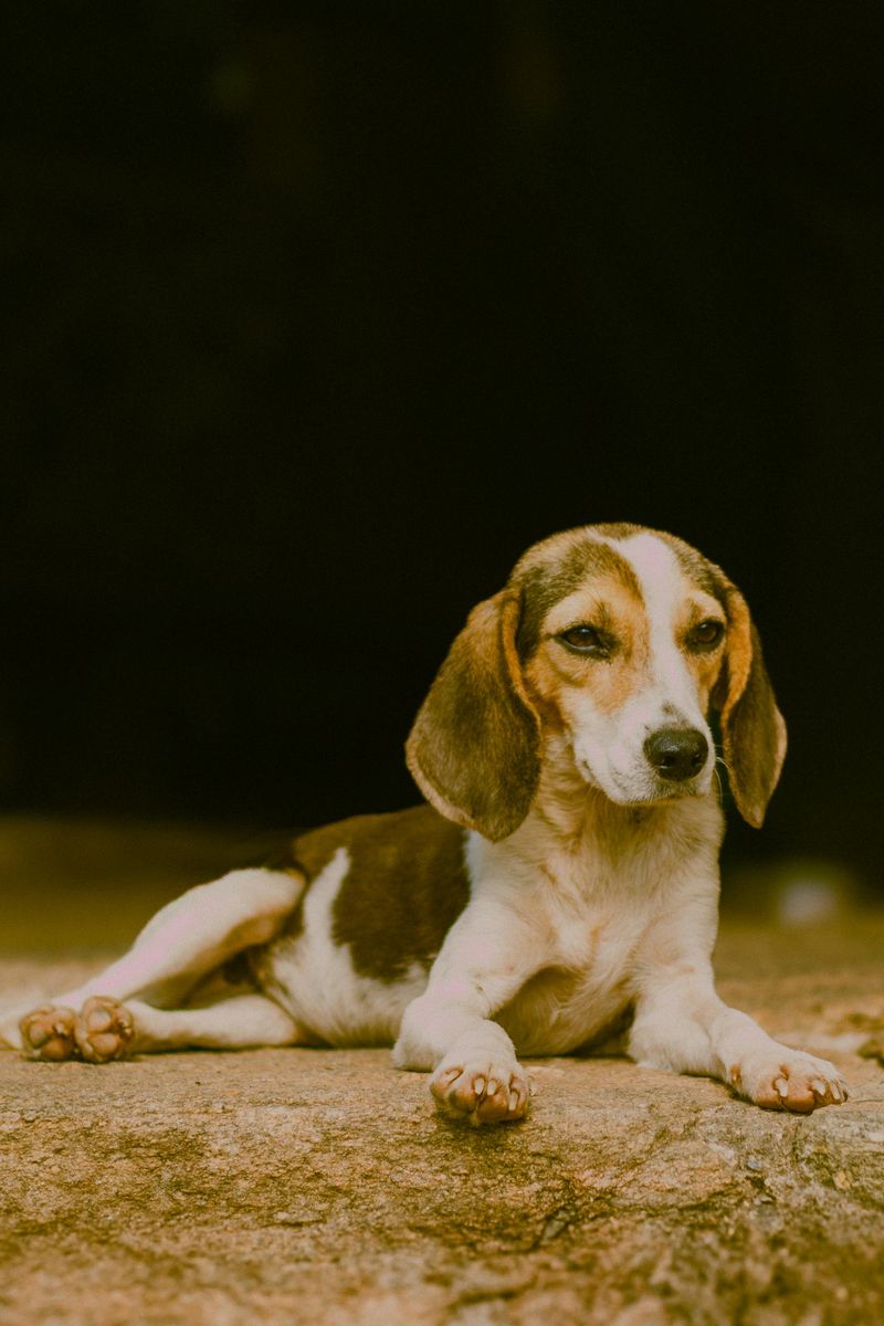 12 dog breeds so charming owners ignore every bad habit 4 Beagle