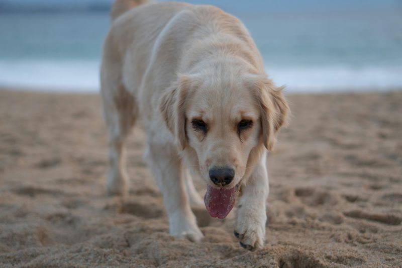 18 dog breeds that tend to appear far more often in films, ads and media than most people notice 2 Golden Retriever