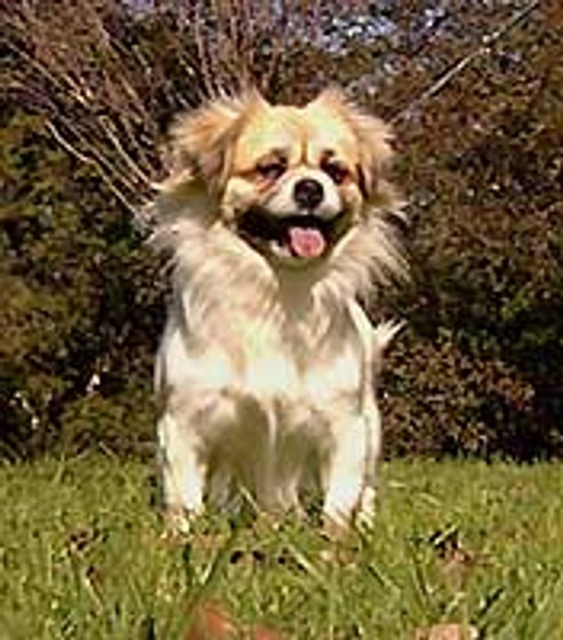 Tibetan Spaniel