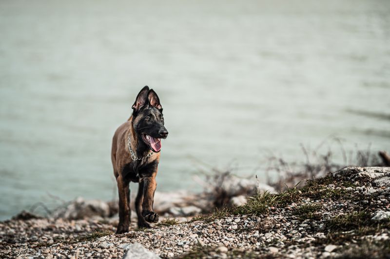 Some dog breeds recover quickly because resilience is simply part of who they are 6 Belgian Malinois