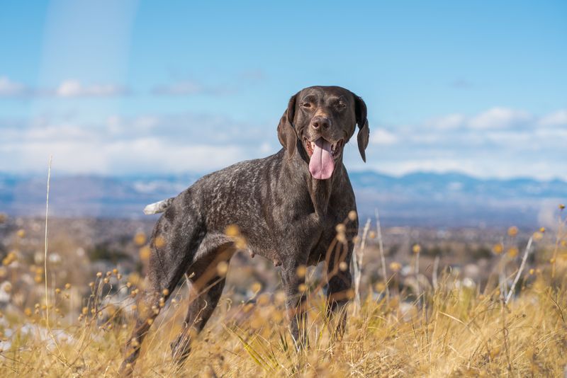 These hardworking dog breeds were built for more than casual exercise 5 German Shorthaired Pointer