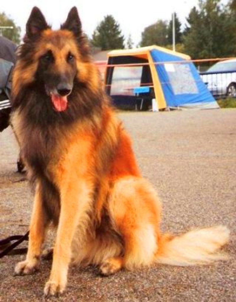Belgian Tervuren