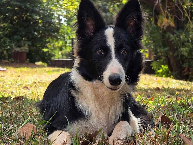 Show these clever dogs how the house works and they may learn the routine before you expect 7 Border Collie